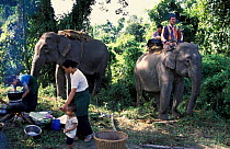 Khamti women prepare a meal with Indian elephants behind. Arunachal Pradesh, NE India.