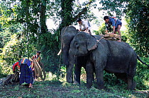Khamtis set out on Indian elephants to capture wild elephants. Arunachal Pradesh, NE