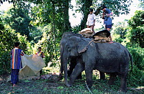 Khamtis set out on Indian elephants to capture elephants. Arunachal Pradesh, NE India.