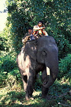 Khamtis ride Indian elephant on wild elephant hunt, Arunachal Pradesh, NE India. Khamtis are of Burmese origin with a special ability to catch and train elephants.