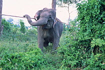 Wild Indian elephant captured by Khamti people, Arunachal Pradesh, NE India. Khamtis are