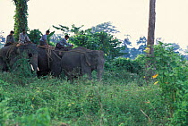 Khamtis demonstrate capture of Elephant {Elephas maximus} Arunachal Pradesh, NE India.