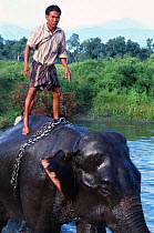 Khamti man bathing Indian elephant {Elephas maximus} Arunachal Pradesh, NE India.