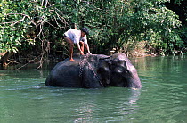 Khamti man bathing Indian elephant {Elephas maximus} Arunachal Pradesh, NE India.