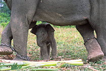 Indian elephant newborn calf of domesticated mother {Elephas maximus} Arunachal Pradesh, NE