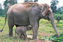 Indian elephant, domesticated, with newborn calf {Elephas maximus} Arunachal Pradesh, NE