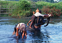 Khamtis bathing their Indian elephants {Elephas maximus} Arunachal Pradesh, NE India.