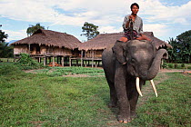 Khamti man on Indian elephant outside house {Elephas maximus} Arunachal Pradesh, NE India.
