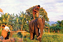 Khamti bathing his Indian elephants {Elephas maximus} Arunachal Pradesh, NE India.