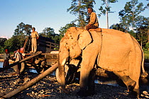Indian elephants used for logging {Elephas maximus} Arunachal Pradesh, NE India.