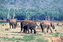 Indian elephant group {Elephas maximus} Bandipur Tiger Reserve, Karnataka, India.