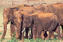 Indian elephants {Elephas maximus} Bandipur Tiger Reserve, Karnataka, India.