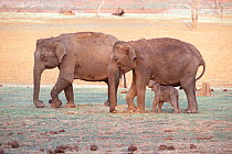 Indian elephant family group {Elephas maximus} Bandipur Tiger Reserve, Karnataka, India.