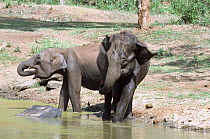 Indian elephants drinking {Elephas maximus} Bandipur Tiger Reserve, Karnataka, India.