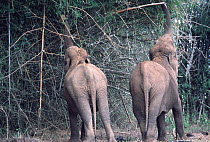 Indian elephants feed on bamboo {Elephas maximus} Bandipur Tiger Reserve, Karnataka, India.