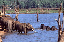 Indian elephants entering water {Elephas maximus} Bandipur Tiger Reserve, Karnataka, India.