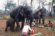 People feeding domesticated Indian elephants , Jaldapara WS, West Bengal, N India