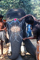 Decorating Indian elephant {Elephas maximus} Sonepur fair, Bihar, India