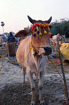 Bullock for sale at Sonepur fair, Bihar, India