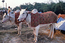Bullocks for sale at Sonepur fair, Bihar, India