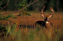 Whitetail deer with antlers in velvet {Odocoileus virginianus} summer, Quebec, Canada
