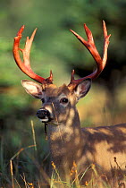 Male Whitetail deer after antlers have shed velvet {Odocoileus virginianus} Canada,