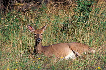 Female Whitetail deer {Odocoileus virginianus} Anticosta Is, Quebec, Canada