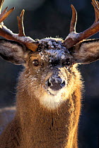 Male Whitetail deer head portrait {Odocoileus virginianus} Anticosta Is,