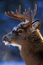Male Whitetail deer head profile portrait {Odocoileus virginianus} Anticosta Is,