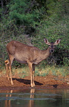 Female Whitetail deer {Odocoileus virginianus} Texas, USA