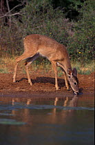 Female Whitetail deer drinking {Odocoileus virginianus} Texas, USA