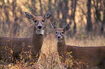 Two Female Whitetail deer {Odocoileus virginianus} USA