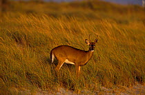Female Whitetail deer {Odocoileus virginianus} Long Is, New York, USA
