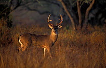 Male Whitetail deer {Odocoileus virginianus} Long Is, New York, USA