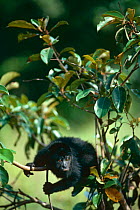 Mantled Howler Monkey {Alouatta palliata} Belize, Central America NHU Programme Publicity