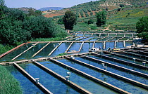 Freshwater fish farm, Granada, Spain