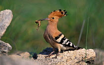 Hoopoe with food in beak {Upupa epops} Spain