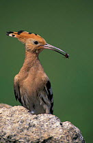 Hoopoe with insect prey {Upupa epops} Spain