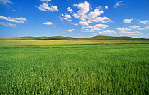 Field of wheat Albacete, Spain. Flat monoculture