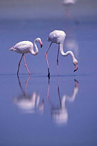 Greater flamingo pair {Phoenicopterus ruber} Laguna de Fuentepiedra NP, Spain