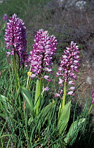 Military orchids {Orchis militaris} Oland Is, Sweden