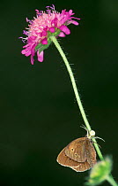 Spider catching Meadow brown butterfly {Maniola jurtina} on flower stalk, Sweden