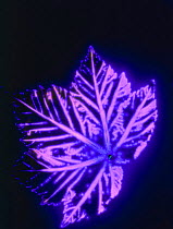 Kirlian photograph of Sycamore leaf {Acer pseudoplatanus}
