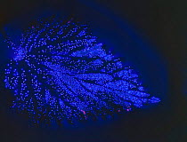 Kirlian photograph of Nettle leaf {Urtica sp}