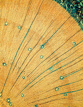 Photomicrograph (mag x 50) of growth rings on tree.