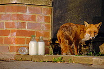 Urban Red fox on doorstep with milk bottles {Vulpes vulpes} London, UK