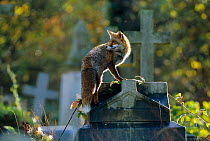 Urban Red fox on tomb in graveyard {Vulpes vulpes} London, UK