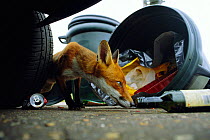 Urban Red fox scavenging rubbish in dustbin {Vulpes vulpes} London, UK