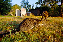 Urban Red fox {Vulpes vulpes} watches domestic cat feeding in church graveyard, London, UK