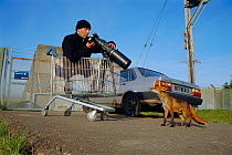 Photographer Laurent Geslin photographing habituated urban Red fox {Vulpes vulpes} from shopping trolley, London, UK